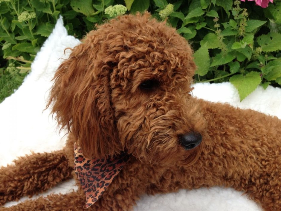 Собака с кудрявыми волосами
