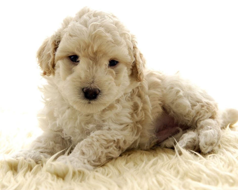 Fамериканскии Кокель спаниель