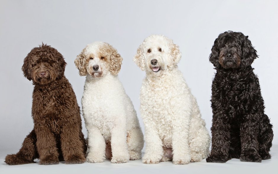 Породы собак с кудрявой шерстью