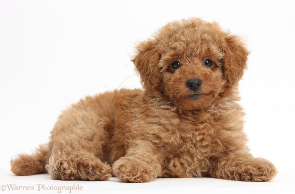 Toy Poodle