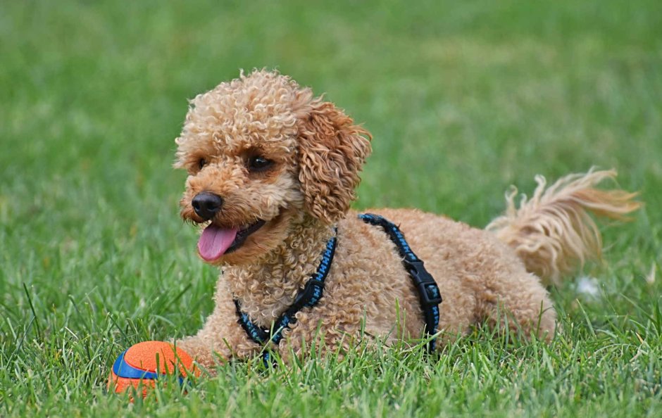 Кудрявые породы собак