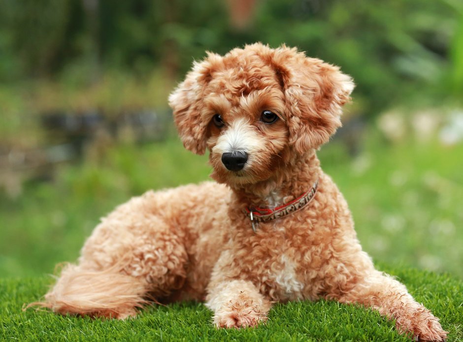 Водяной спаниель Барбет