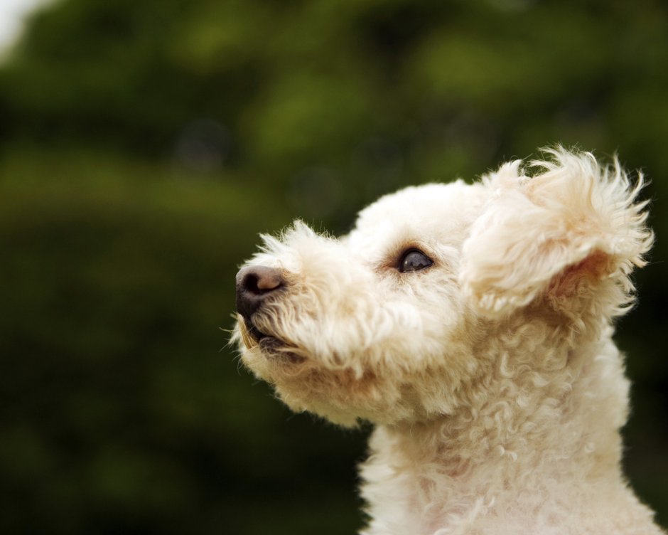 Пудель мальтипу щеночки