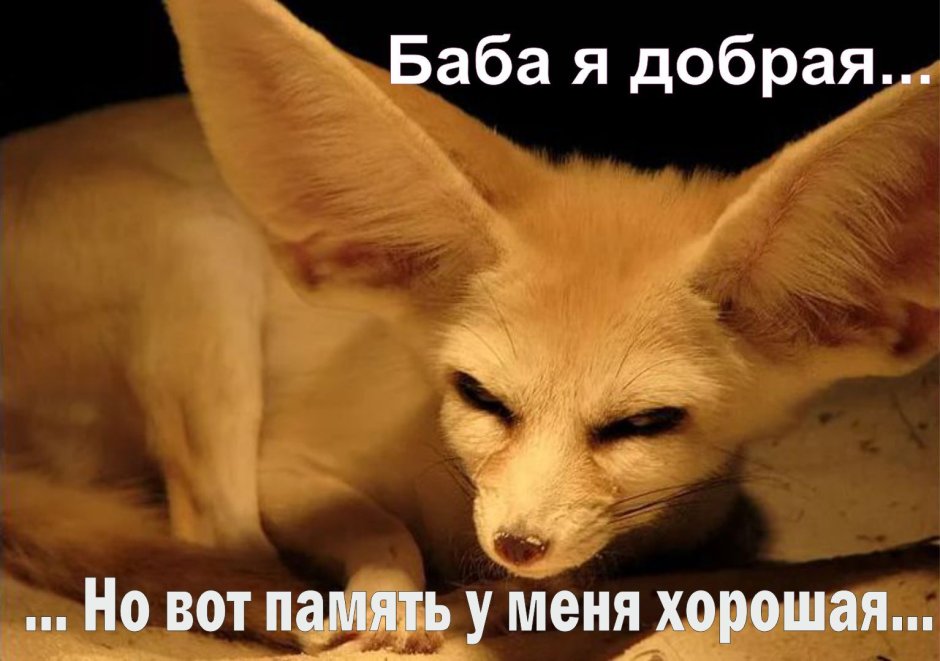 Фенек Кузьма