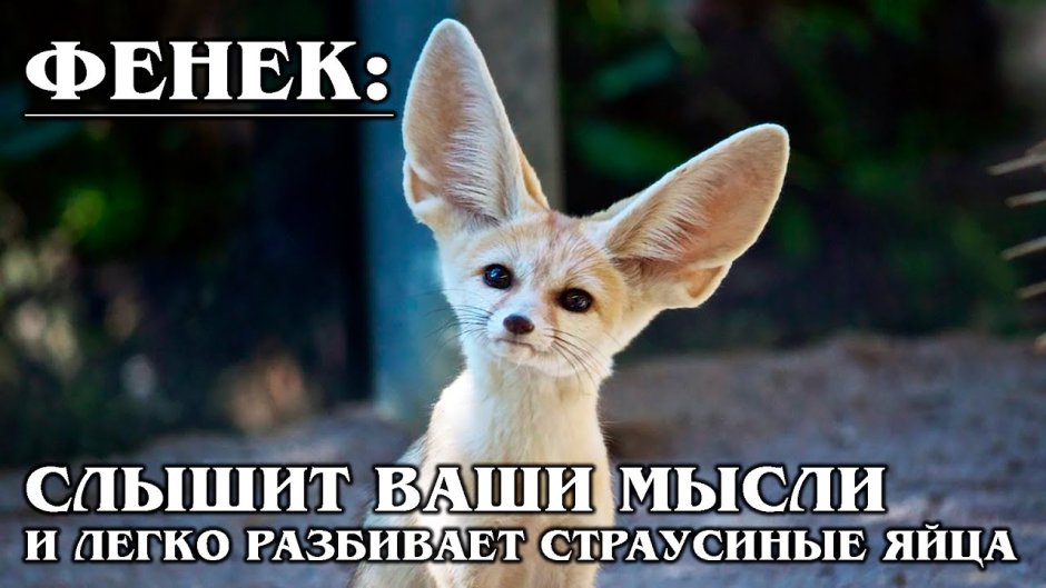 Мистическая лиса