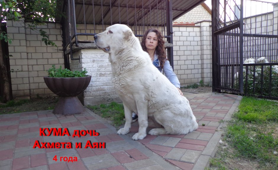 Золотой алабай памятник