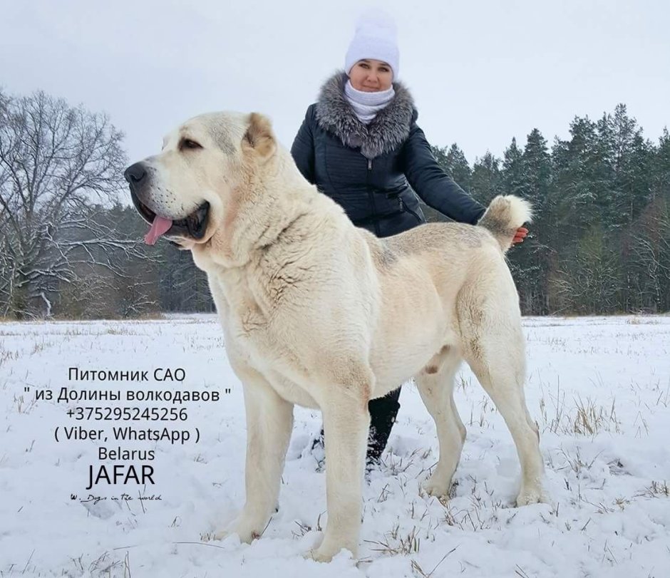 Кавказский алабай