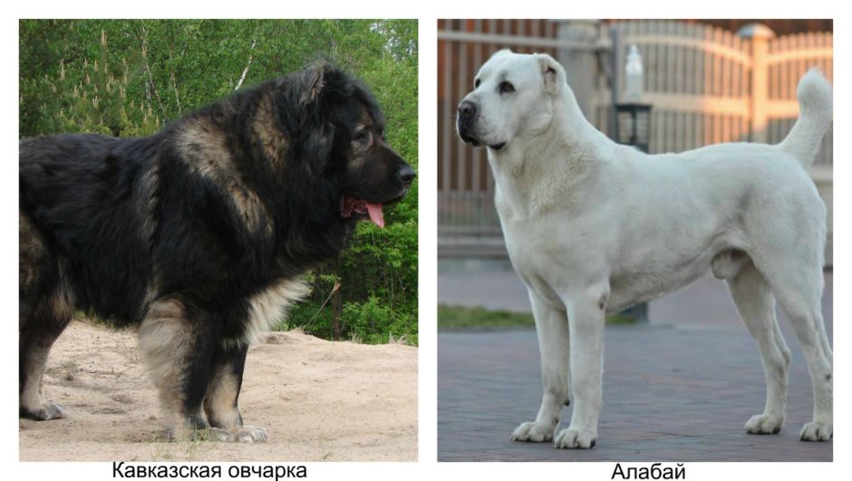 Волкодав кавказский кавказский алабай