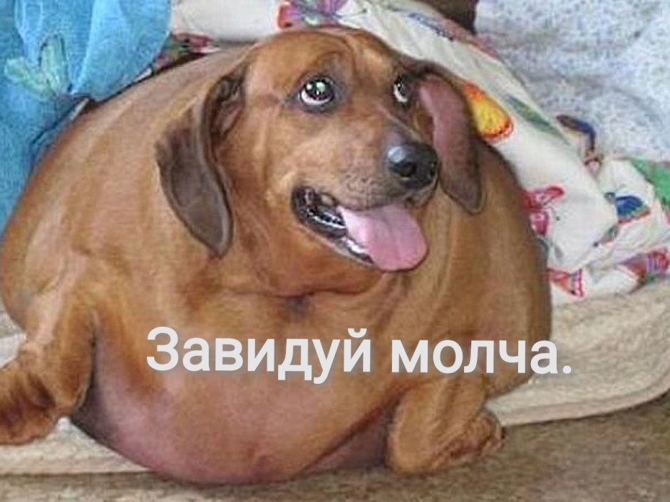 Бойцовая такса