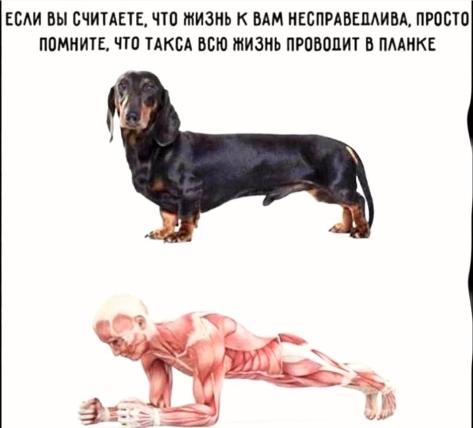 Такса с ожирением