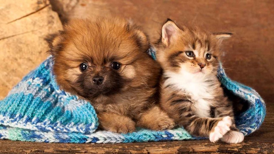 Симпатичные котята и щенки