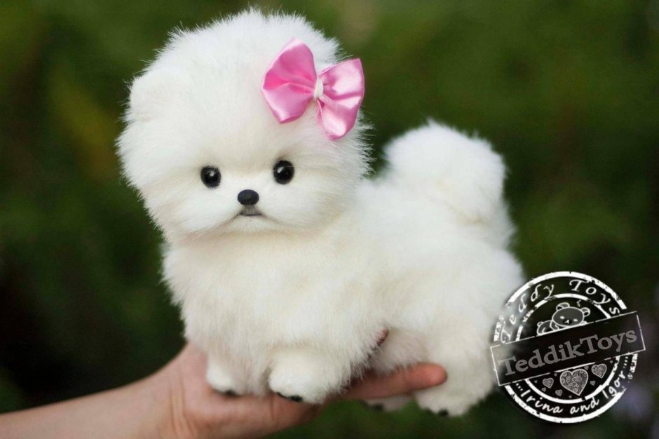 Померанский шпиц белый корейский карликовый