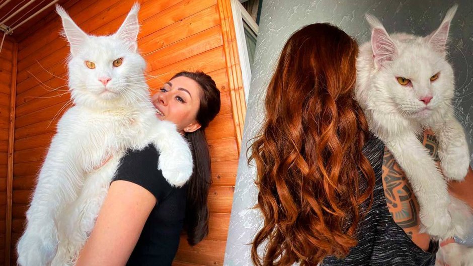 Кот Мейн кун