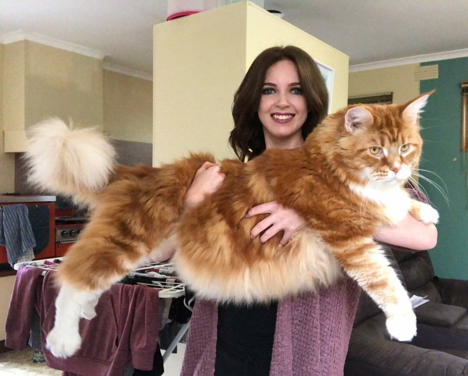 Большой кот Мейн кун