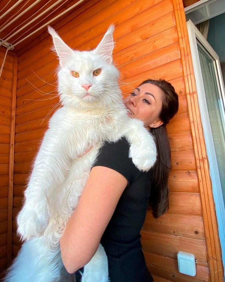Кот Ксении Бородиной Мейн кун