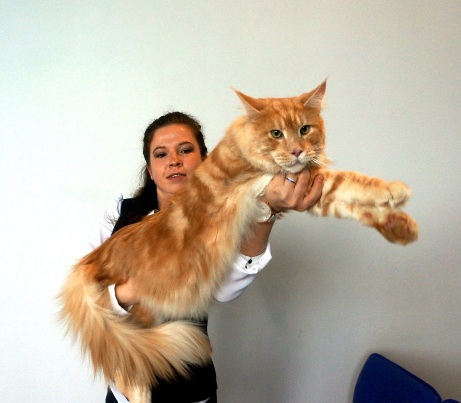 Кот Бегемот Мейн кун