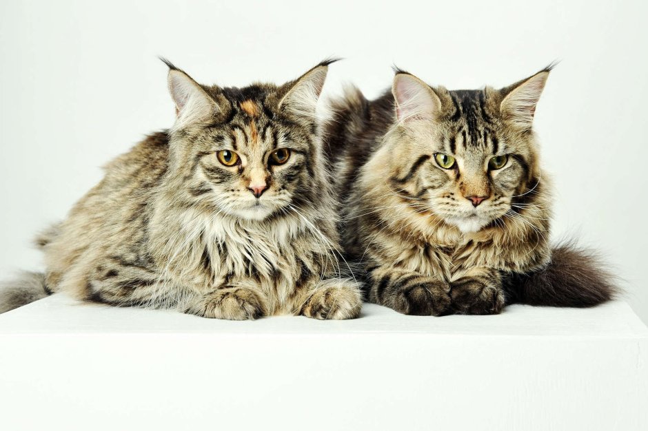Кошка Мейн кун