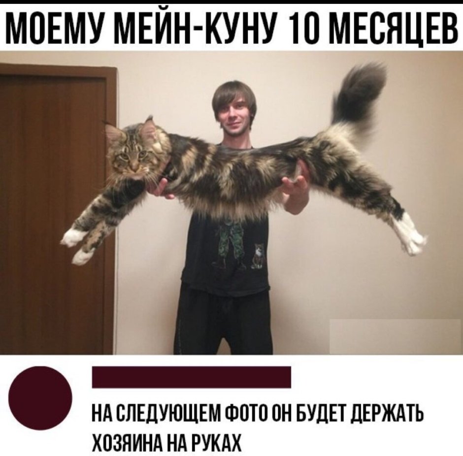 Мейн кун 30 кг