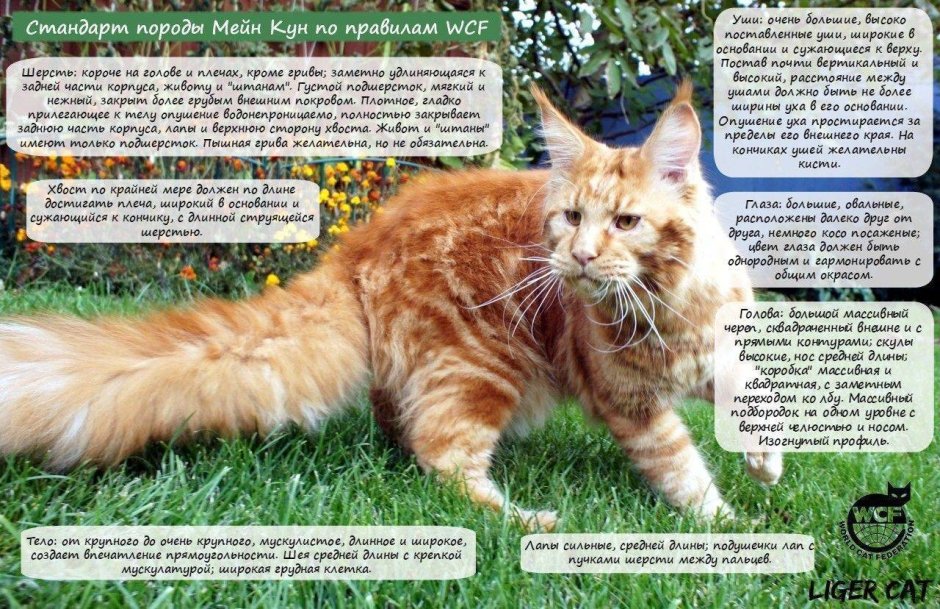 Полосатый кот Мейн кун