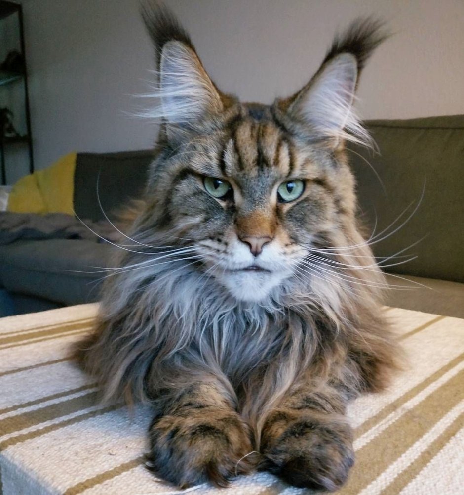 Кот гигант Мейн кун