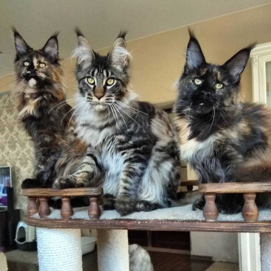 Кошка Кей Мун