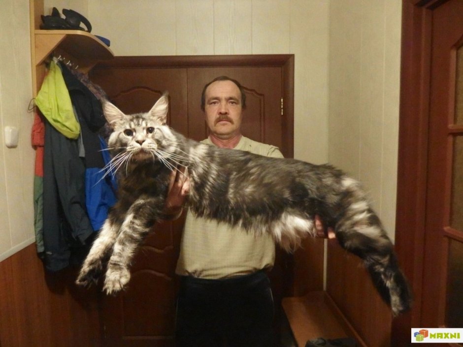 Большая кошка Мейн кун