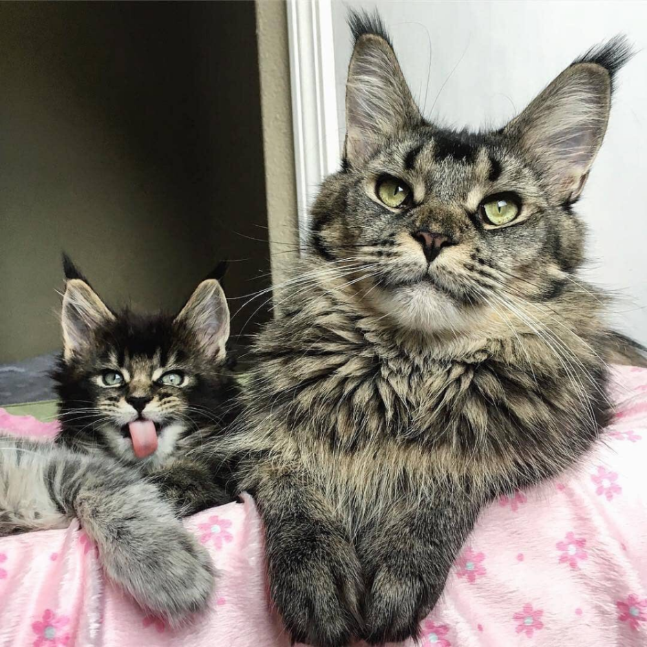 Вес котенка Мейн куна в 1 месяц
