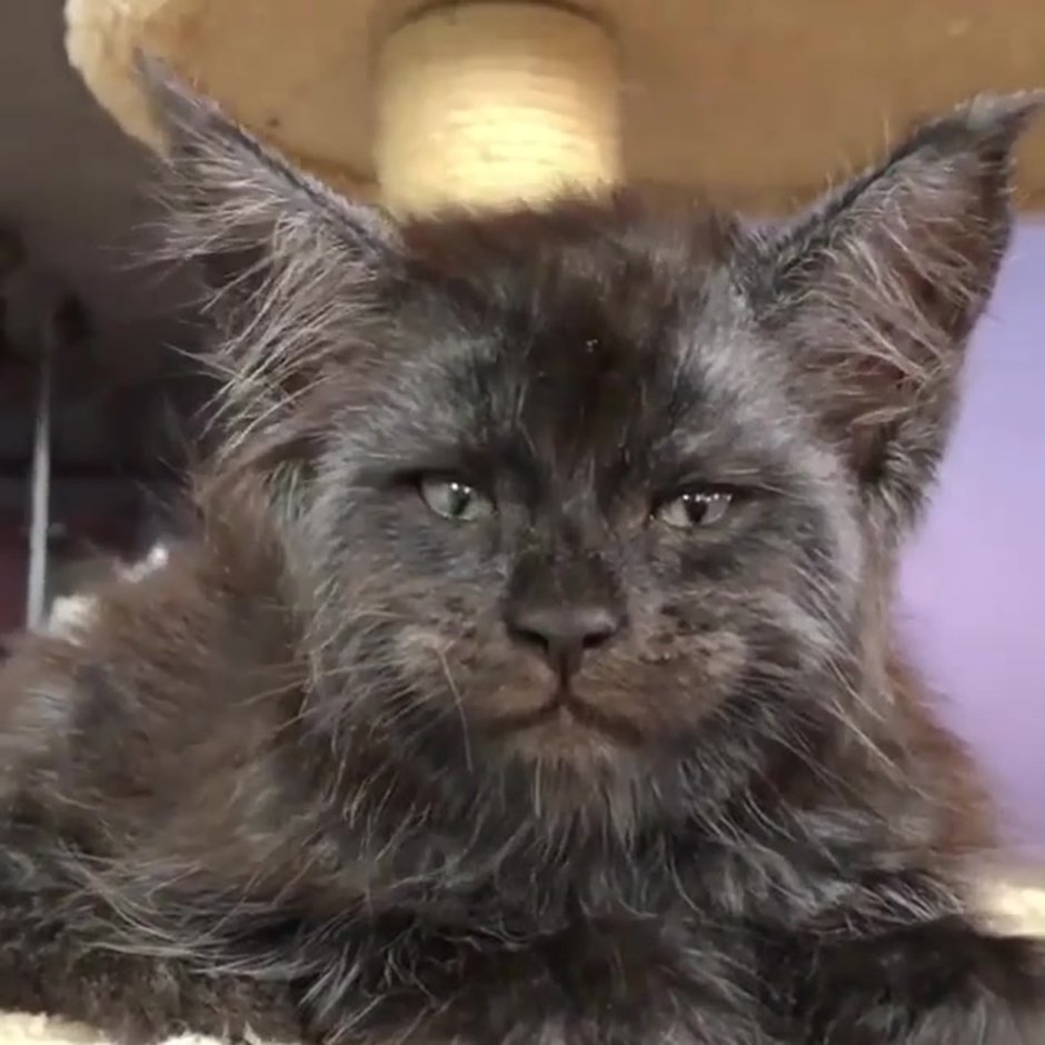 Вес кота породы Мейн кун по месяцам
