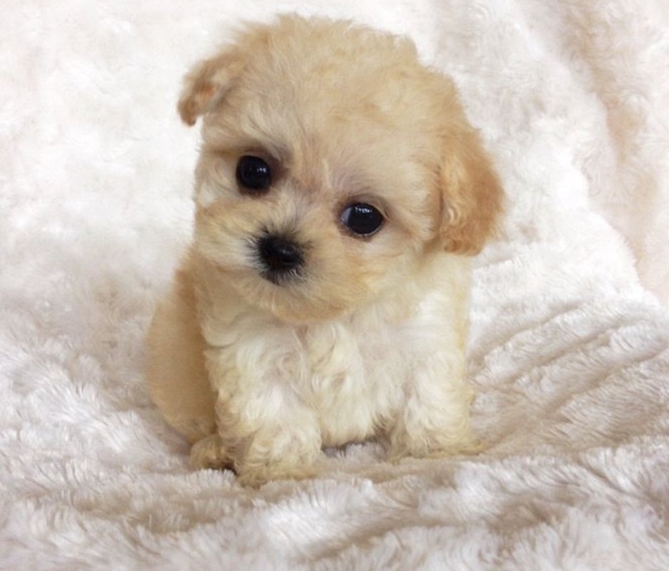 Micro Teacup Maltese Puppy