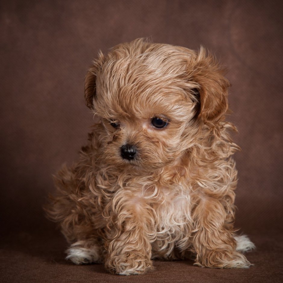 Rolly Teacup