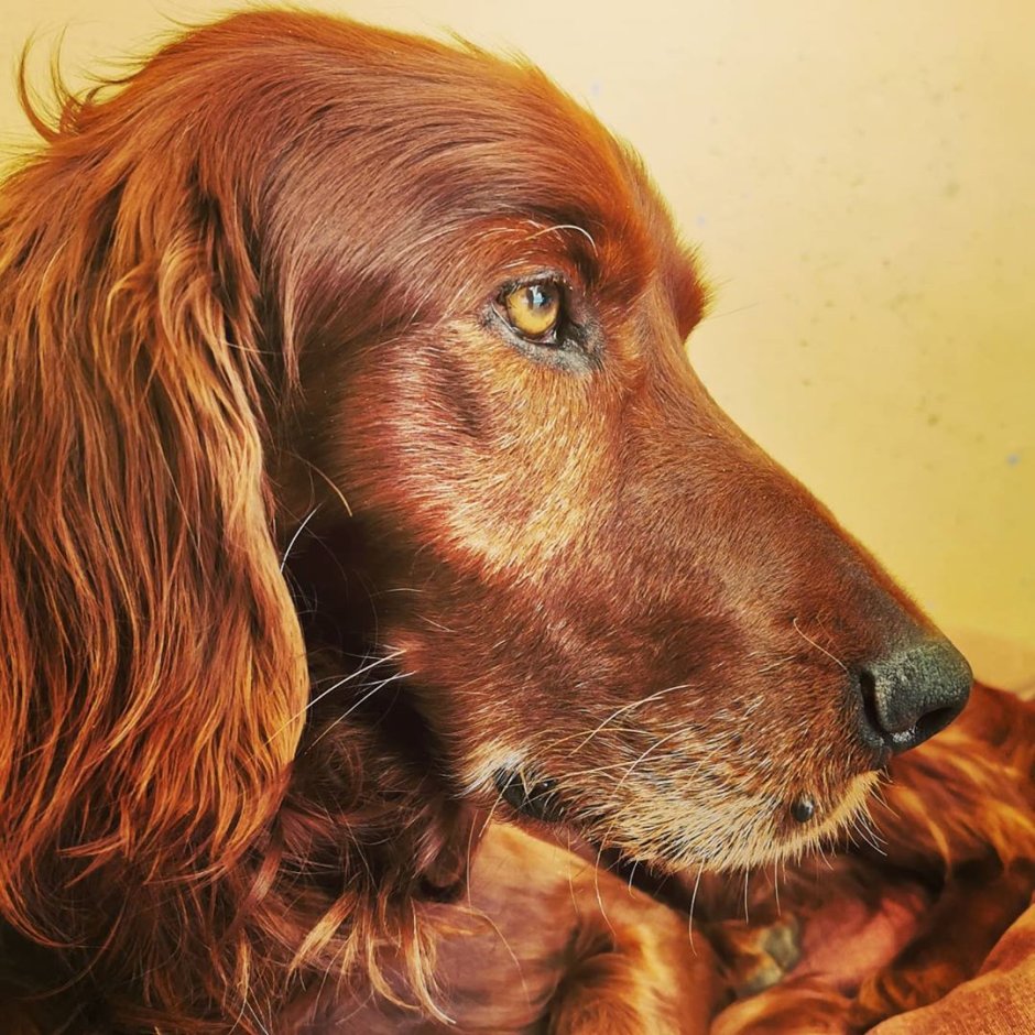 Ирландский сеттер (Irish Setter)