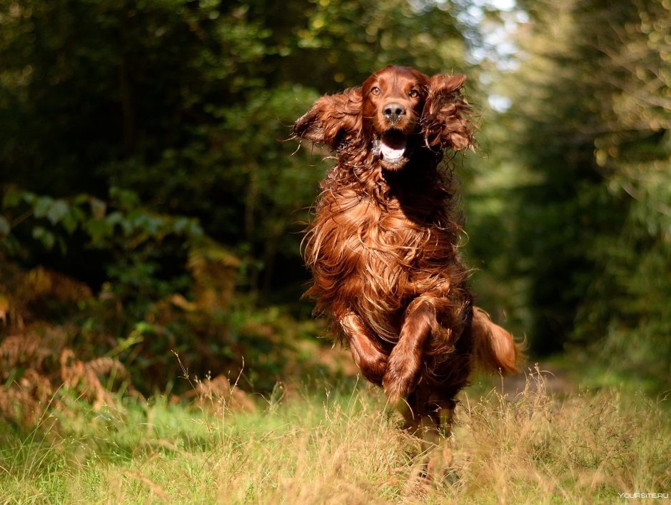 Ирландский сеттер (Irish Setter)