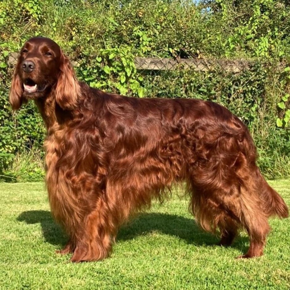 Ирландский сеттер (Irish Setter)