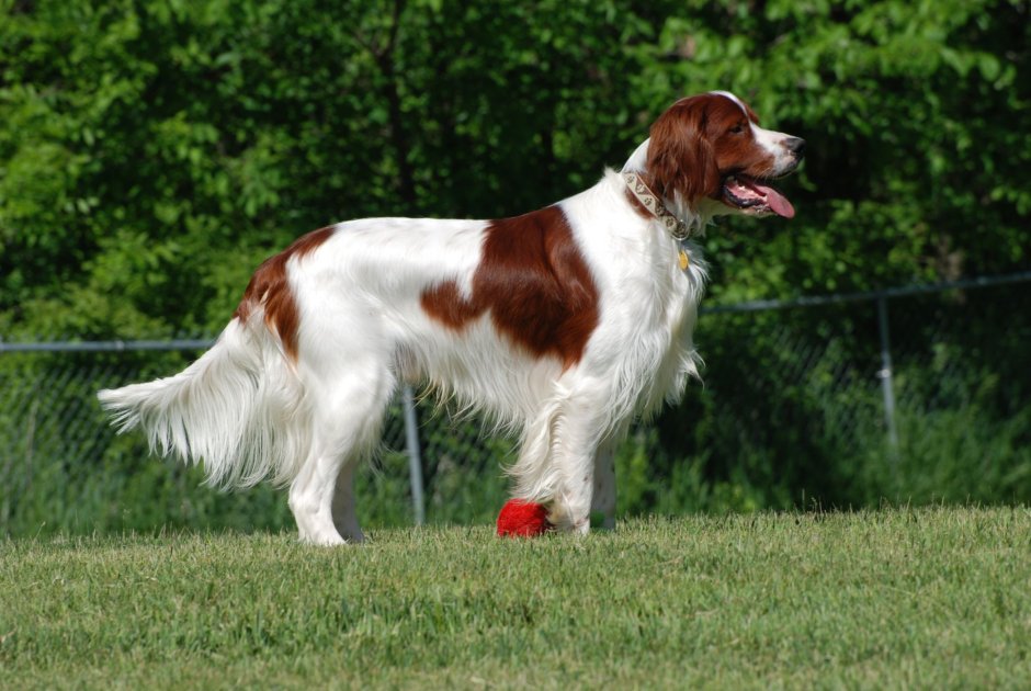 Ирландский сеттер (Irish Setter)