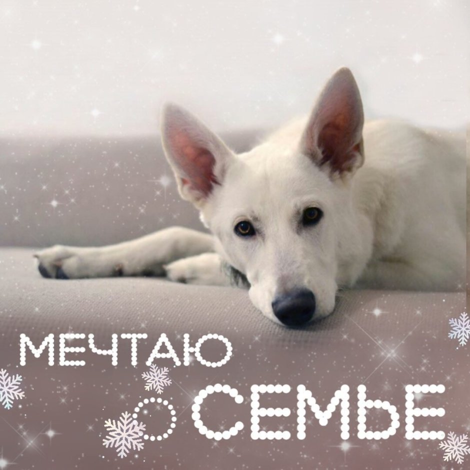 Белая швейцарская овчарка гладкошерстная