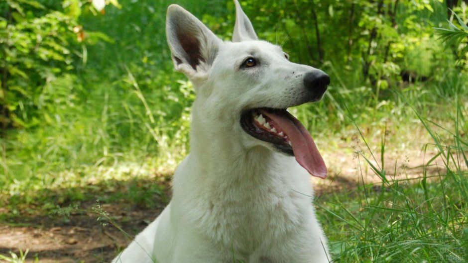 Овчарка швейцарская альбинос