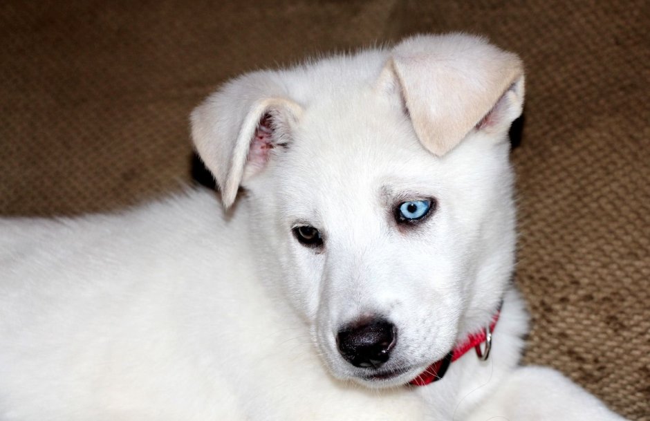 Хаски с дворнягой щенки белые