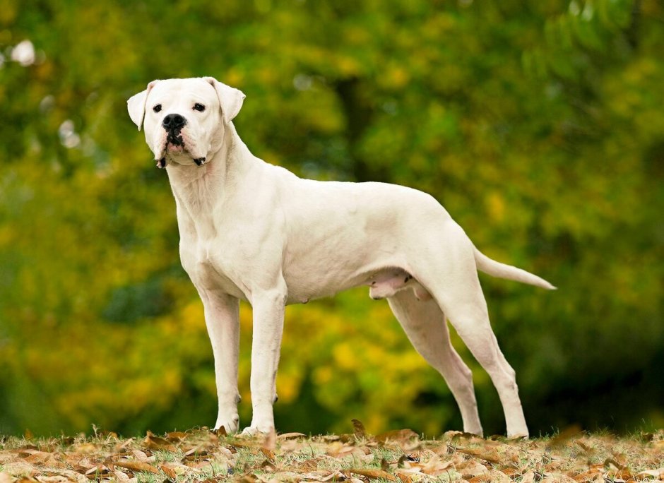 Аргентинский бульдог