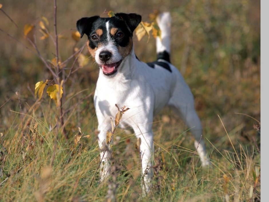 Парсон Рассел терьер черный
