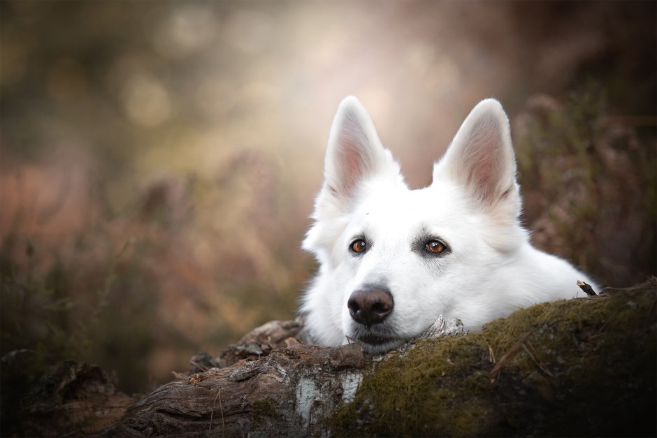 Немецкая овчарка альбинос