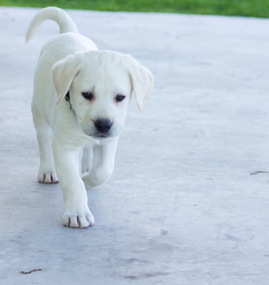 Лабрадор белый щенок