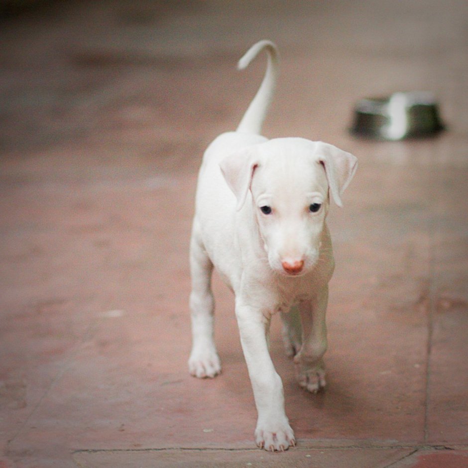 Белая короткошерстная собака
