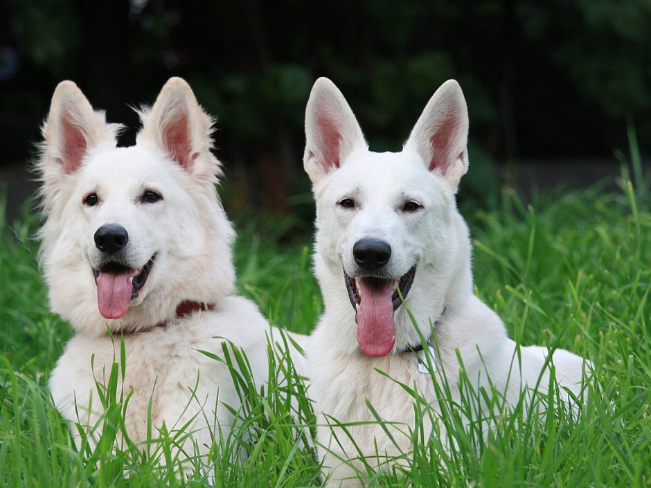 Белая швейцарская овчарка короткошерстная и длинношерстная