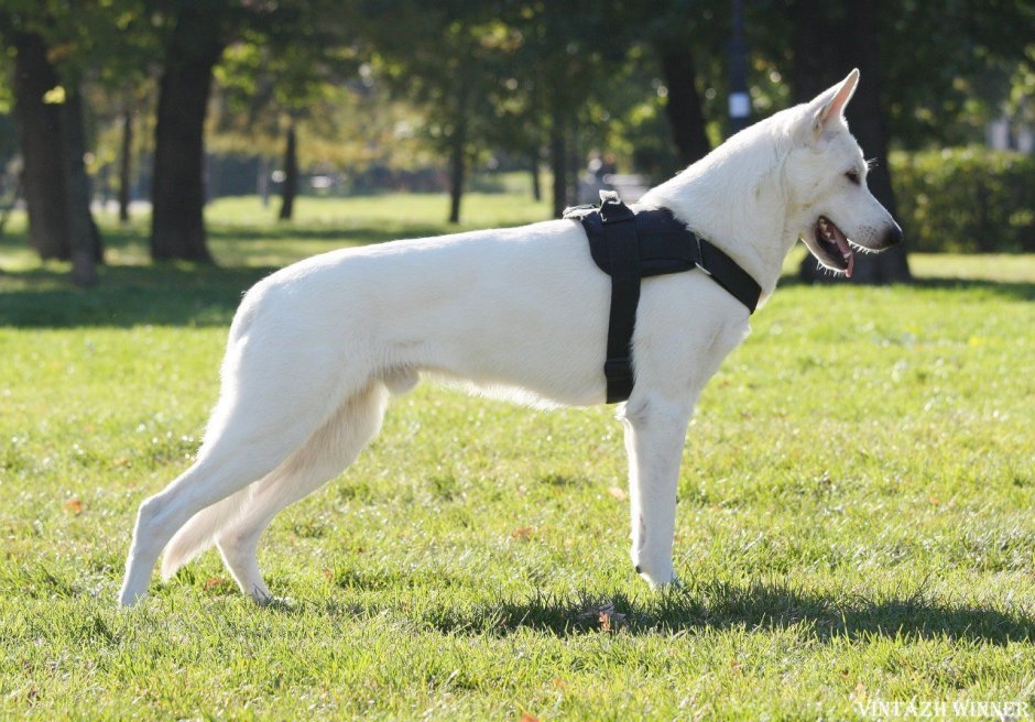 Швейцарская овчарка гладкошерстная