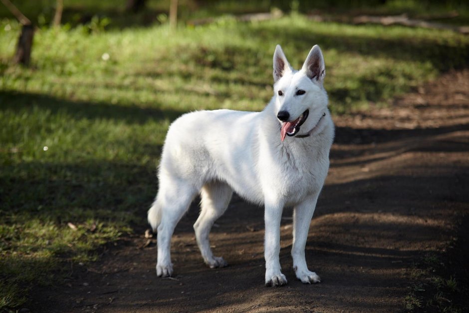 БШО короткошерстная