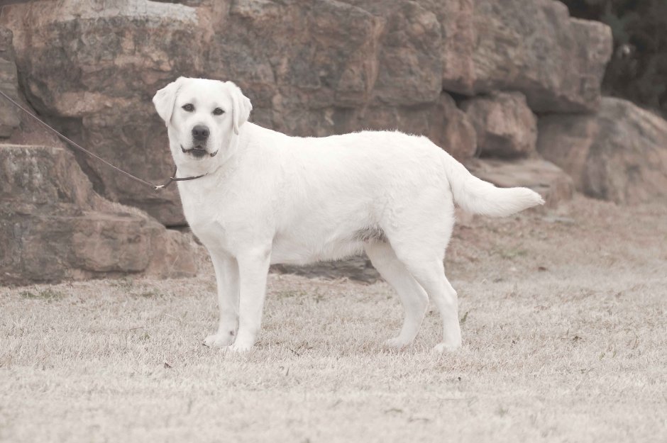 Лабрадор ретривер альбинос