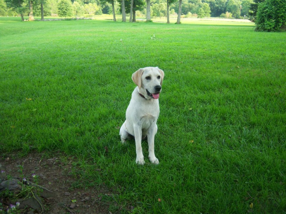 Собака лабрадор белый