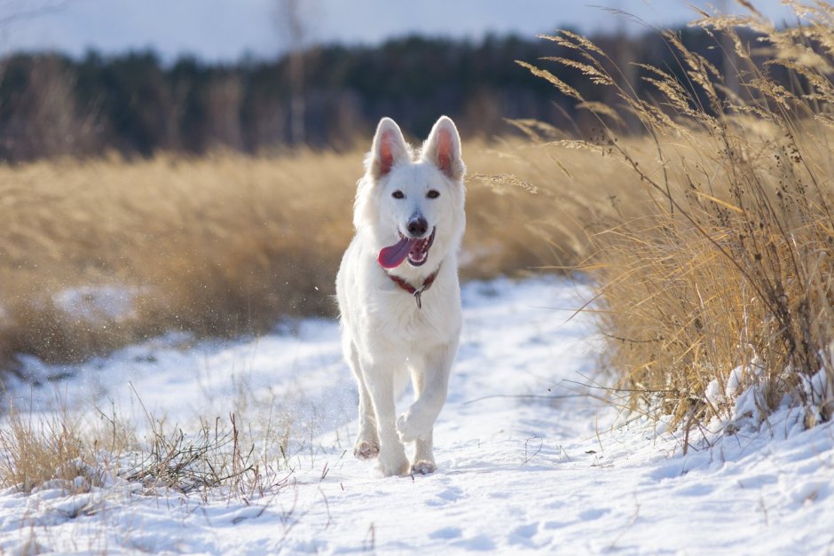 Белая швейцарская овчарка гладкошерстная