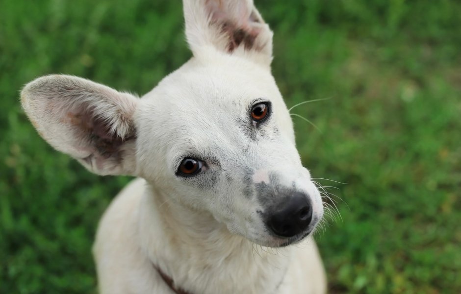 Белый пес дворняга