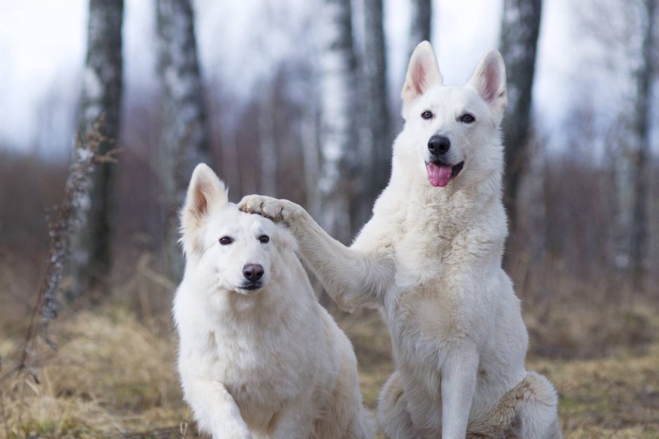 Овчарка швейцарская альбинос